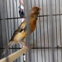 قناری نر مست قرص بخون شلاقی میخونه