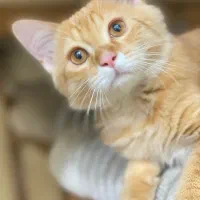 گربه|گربه|اهواز, گلستان|دیوار