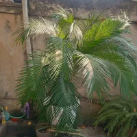 فروش گل سیکاس|گل و گیاه طبیعی|رشت, باهنر|دیوار