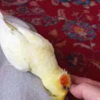 عروس هلندی لوتینوزعفرانی  ماده بالغ|پرنده|مشهد, ادیب نیشابوری (شهرک غرب)|دیوار