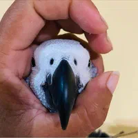 خریدو فروش طوطی کاسکو سخنگو پرکن / صاف|پرنده|شیراز, شهرک امیر کبیر|دیوار