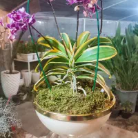 ارکیده ابلق