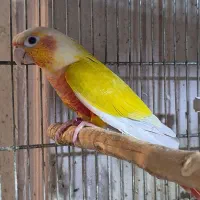 طوطی رزیلا آوازه خوان بورک نئوفما برزیلی گرینچیک
