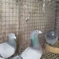 ۴جفت پلاکی عتیقه|پرنده|رفسنجان, |دیوار