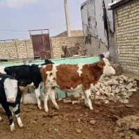 ۳راس گوساله ماده ۲راس سمینتال ۱راس هلشتاین جنس|حیوانات مزرعه|تاکستان, |دیوار