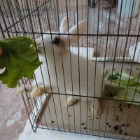 خرگوش زیبا و خانگی