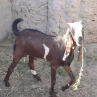 کره بز مری نژاد پنجاب|حیوانات مزرعه|زابل, |دیوار