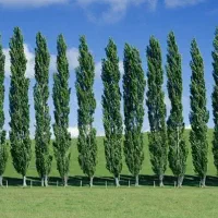 فردش درخت صنوبر با کیفیت