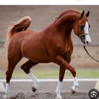 خرید فروش اسب