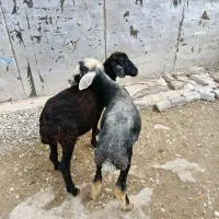 بره افشاری مخصوص پرواری (گوسفند)|حیوانات مزرعه|گنبد کاووس, |دیوار