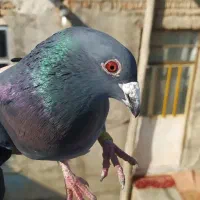 کبوتر|حیوانات|مراغه, |دیوار