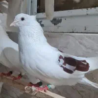 کبوتر فروشی