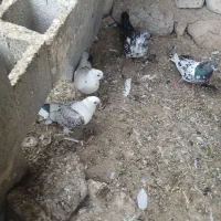 فروش چند عدد کبوتر سالم و سرحال
