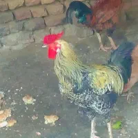 خروس|حیوانات مزرعه|نگین شهر, |دیوار