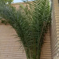 نخل زیبا وبلند|گل و گیاه طبیعی|اصفهان, خواجو|دیوار