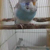 مرغ عشق انگلیسی دستی