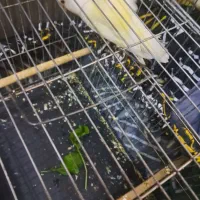 طوطی برزیلی ماده