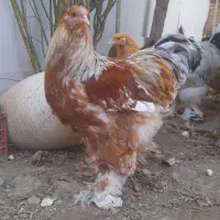 مرغ و خروس برهما تاقچه بوف بلوبوف پاتریج