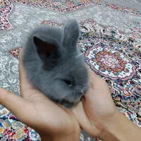 خرگوش لوپ اصل