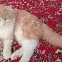 گربه پرشین|گربه|کاشان, خرمدشت|دیوار