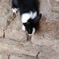 خرگوش بزرگ و کوچک|موش و خرگوش|بم, |دیوار