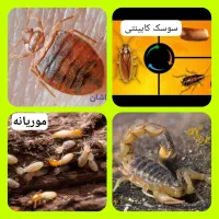 سمپاشی و موریانه زدایی تضمینی دراهواز ساس سوسک موش