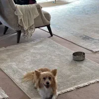 گمشده|حیوانات|قزوین, |دیوار