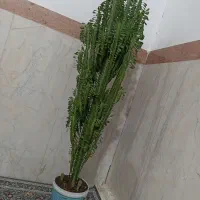 گل قشنگ و زیبا