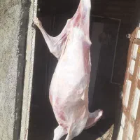 یک راس گوسفند  کشتاری فقط ۴۸۰۰