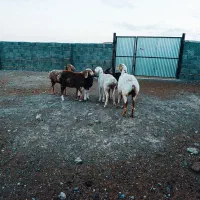 بره چینی|حیوانات مزرعه|زیرکوه, |دیوار