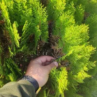 سم پاشی و قارچکشی ویلا و باغ کوچک و بزرگ|خدمات باغبانی و درختکاری|رشت, سعدی (تختی)|دیوار