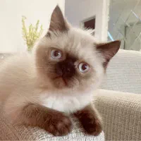 واگذاری بچه گربه هیمالین اصیل