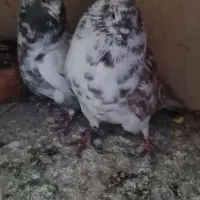 ۳ جفت کبوتر همراه با قفس و ملزومات