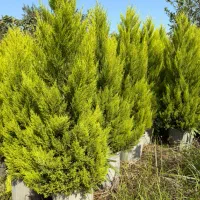 لاوسون و مورت ( کاج طلایی)|گل و گیاه طبیعی|شیرود, |دیوار