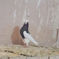 کبوتررنگی|پرنده|اسفرورین, |دیوار