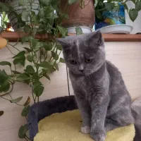 گربه اسکاتیش