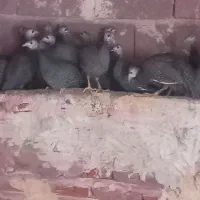 اصل آمریکایی شاخ دار و گوشواره دار