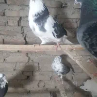 سلام به همه عشق باز ها چند کبوتر برای فروش