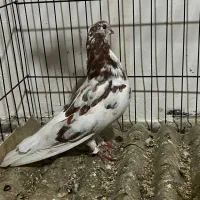 کبوتر نوک قنار جوان|پرنده|ساری, |دیوار
