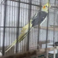 عروس هلندی نره