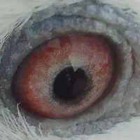 ساعت ک ف ت ر آ ل ما نی نر بشرط|ساعت|میبد, |دیوار