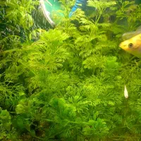 گیاه شویدی آکواریوم