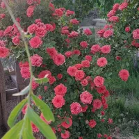 باغ فروشی ،تهاتر با خودرو|فروش خانه و ویلا|شیراز, گویم|دیوار