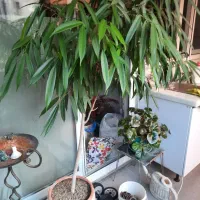 بنجامین آمستل