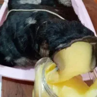 روغن محلی گاو خالص خوش عطر وطعم