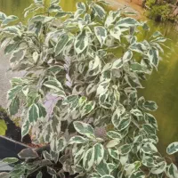 فروش گیاه خانگی گل۸۰|حراج|بروجرد, |دیوار