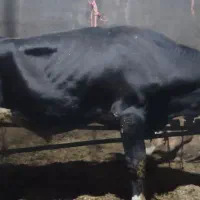 گوساله