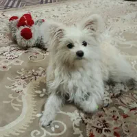 سگ کوچولو|سگ|قم, شهید صیاد شیرازی|دیوار