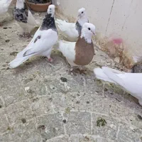 کفتر طوقی با جوجه|پرنده|ماهدشت, |دیوار