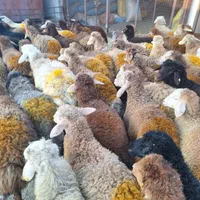 گوسفند زنده دشت مغان دام پارس آباد و اردبیل|حیوانات مزرعه|کرج, اصفهانی‌ها|دیوار